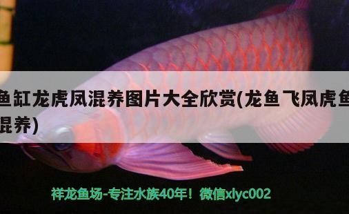 魚缸龍虎鳳混養圖片大全欣賞(龍魚飛鳳虎魚混養)