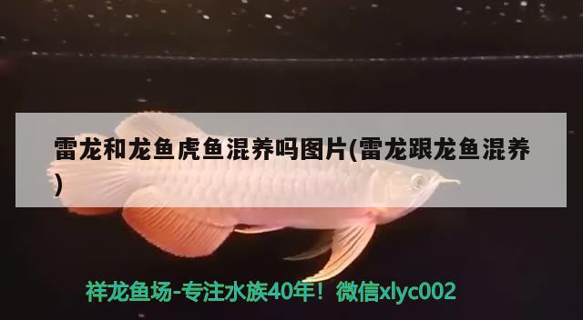 雷龍和龍魚虎魚混養(yǎng)嗎圖片(雷龍跟龍魚混養(yǎng))