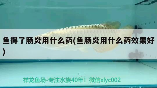 魚得了腸炎用什么藥(魚腸炎用什么藥效果好)