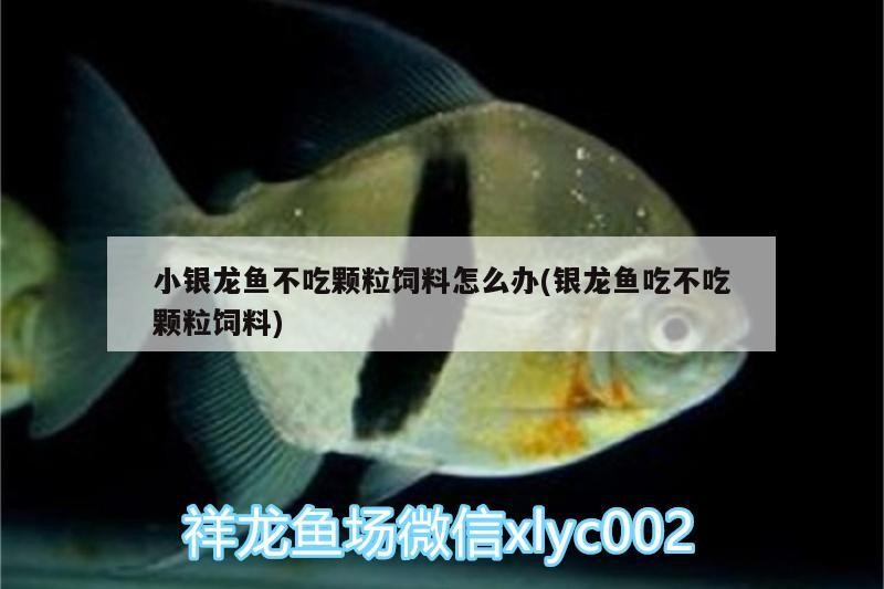 小銀龍魚不吃顆粒飼料怎么辦(銀龍魚吃不吃顆粒飼料)