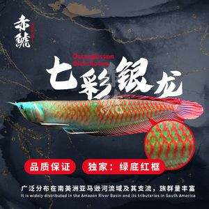 紅龍魚綠底：紅龍魚綠底與普通紅龍區別