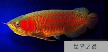 紅龍魚綠底：紅龍魚綠底與普通紅龍區別