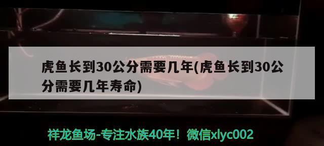虎魚長到30公分需要幾年(虎魚長到30公分需要幾年壽命) 虎魚長到30公分需要幾年(虎魚長到30公分需要幾年壽命) 虎魚百科