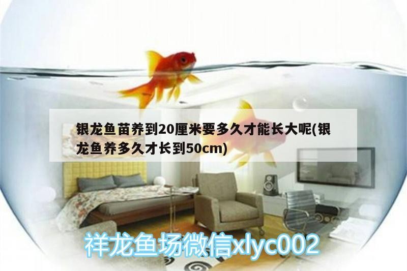 銀龍魚(yú)苗養(yǎng)到20厘米要多久才能長(zhǎng)大呢(銀龍魚(yú)養(yǎng)多久才長(zhǎng)到50cm)