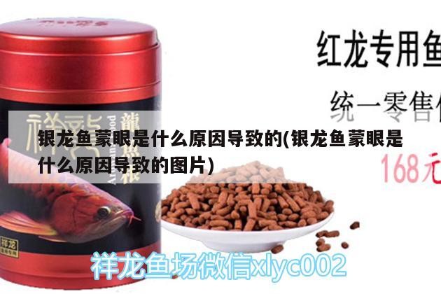 銀龍魚(yú)蒙眼是什么原因?qū)е碌?銀龍魚(yú)蒙眼是什么原因?qū)е碌膱D片)