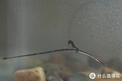 八爪魚(yú)怎么用魚(yú)缸養(yǎng)殖視頻教學(xué)：八爪魚(yú)的飼養(yǎng)方法和注意事項(xiàng)