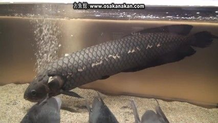 龍魚(yú)變黑色是什么原因