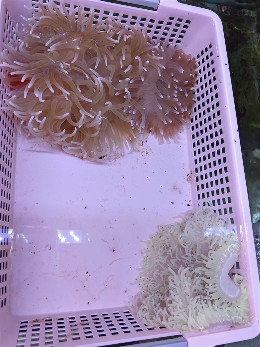 小丑魚的生物窩，海葵！