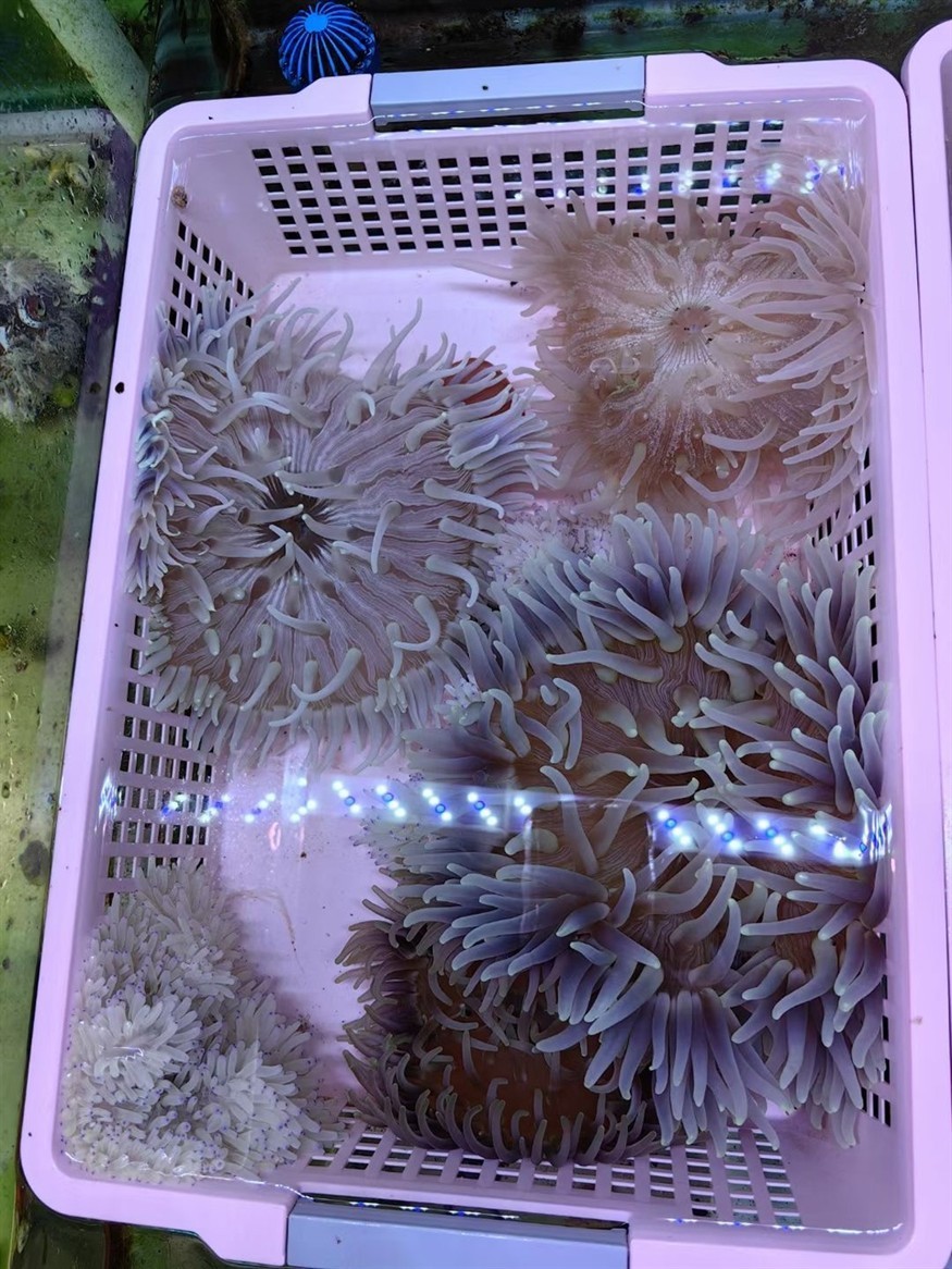 小丑魚的生物窩，海葵！