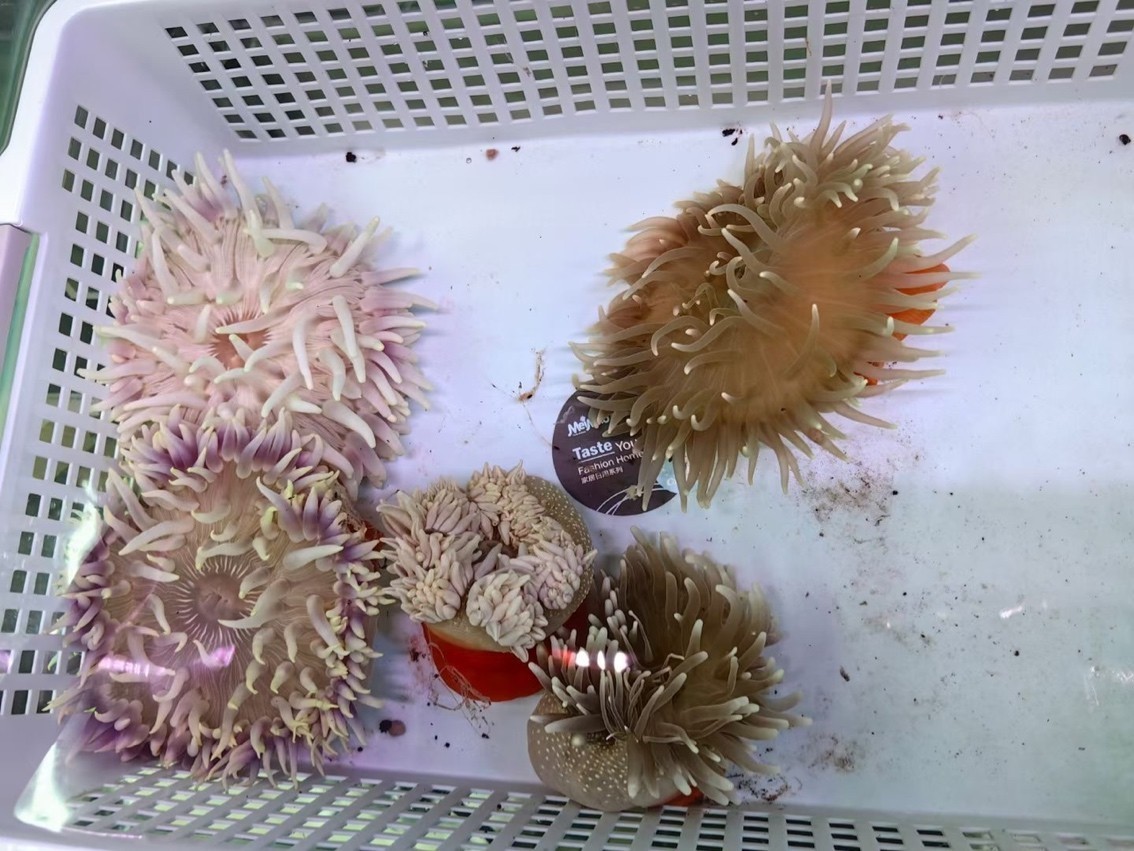 小丑魚的生物窩，海葵！