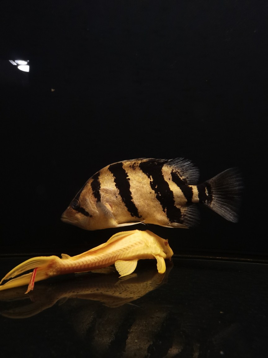 虎魚狀態(tài)不好 龍魚論壇 第1張 虎魚狀態(tài)不好 虎魚狀態(tài)不好 龍魚論壇 第1張