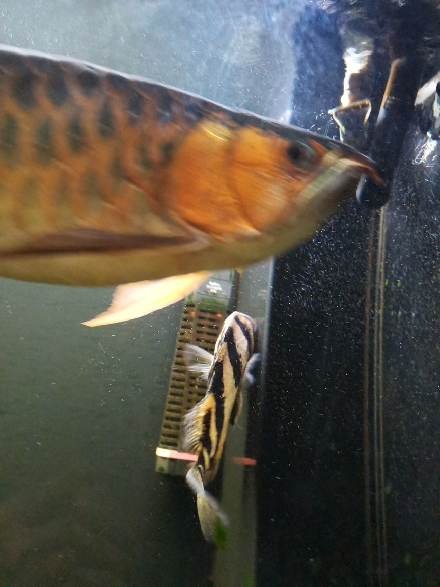 虎魚狀態(tài)不好 龍魚論壇 第3張 虎魚狀態(tài)不好 虎魚狀態(tài)不好 龍魚論壇 第3張