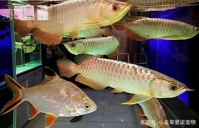 愛(ài)養(yǎng)魚(yú)的龍哥