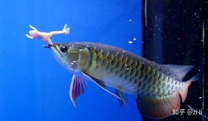 金龍魚喂什么食物長得快呢