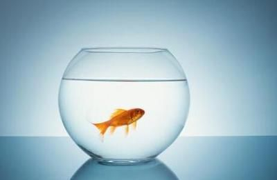 觀賞魚心情好的說說（全網最全觀賞魚心情說說精選52條（2024年更新）） 觀賞魚心情好的說說（全網最全觀賞魚心情說說精選52條（2024年更新）） 森森魚缸 第1張