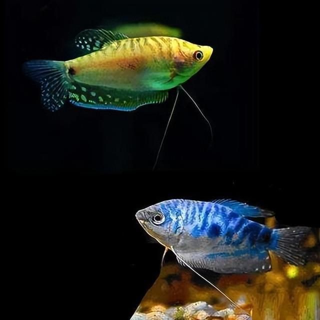 觀賞魚心情好的說說（全網最全觀賞魚心情說說精選52條（2024年更新）） 觀賞魚心情好的說說（全網最全觀賞魚心情說說精選52條（2024年更新）） 森森魚缸 第4張