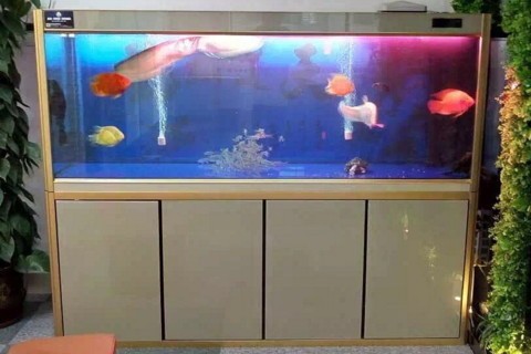 廈門市思明區(qū)金德寶水族館（廈門市思明區(qū)金德寶水族館地址）