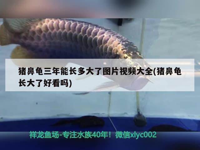 豬鼻龜三年能長多大了圖片視頻大全(豬鼻龜長大了好看嗎)
