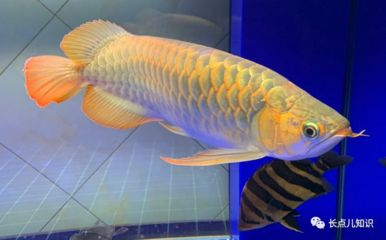 藍底紅龍魚是什么品種：藍底紅龍魚市場價格查詢,如何鑒別高品質藍底紅龍魚