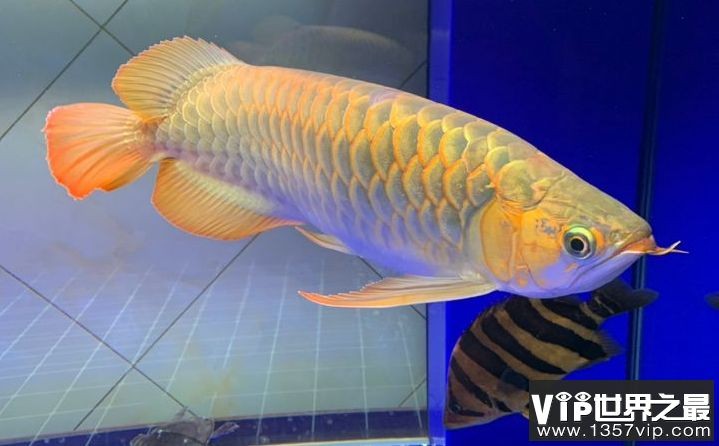 藍(lán)底紅龍魚(yú)是什么品種：藍(lán)底紅龍魚(yú)市場(chǎng)價(jià)格查詢(xún),如何鑒別高品質(zhì)藍(lán)底紅龍魚(yú)