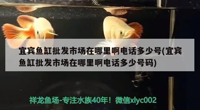 宜賓魚缸批發市場在哪里啊電話多少號(宜賓魚缸批發市場在哪里啊電話多少號碼)