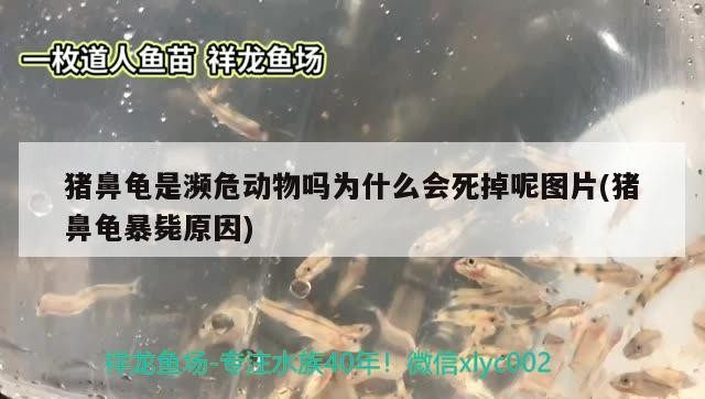 豬鼻龜是瀕危動物嗎為什么會死掉呢圖片(豬鼻龜暴斃原因)