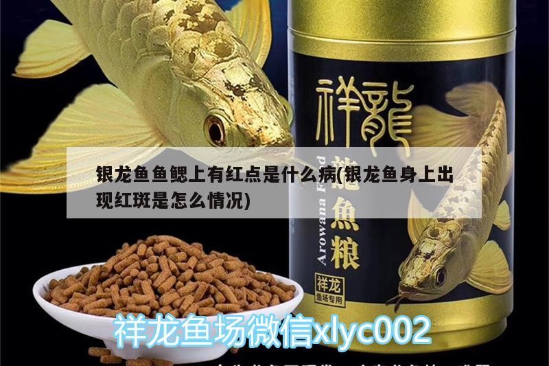 銀龍魚魚鰓上有紅點是什么病(銀龍魚身上出現紅斑是怎么情況)