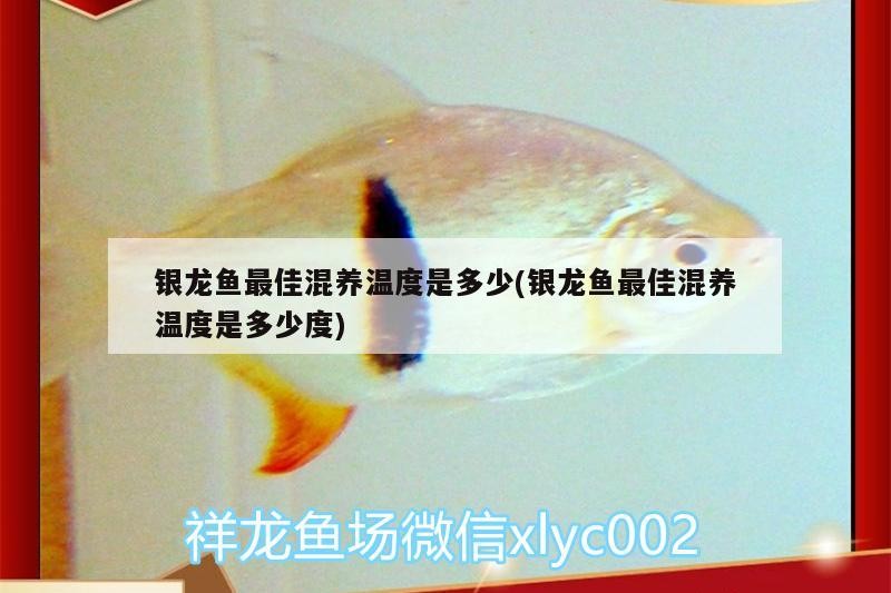 銀龍魚最佳混養溫度是多少(銀龍魚最佳混養溫度是多少度)