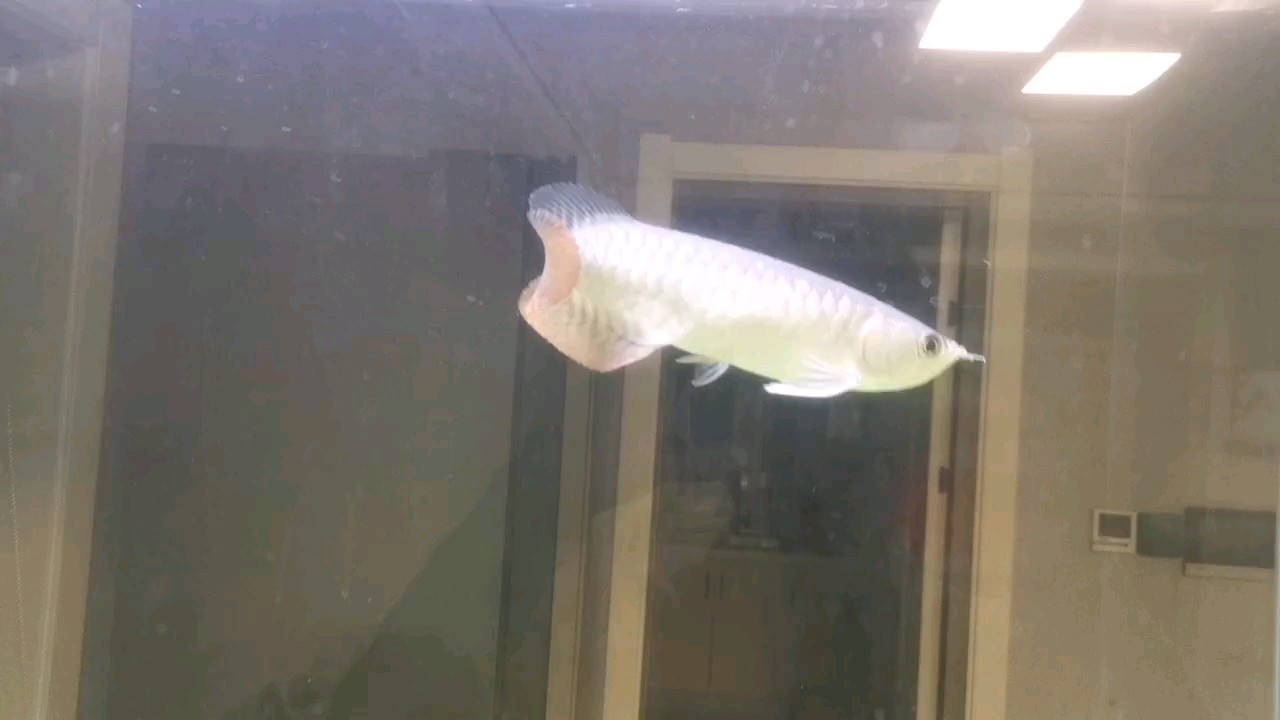 大家評價一下，才買的龍魚，不懂