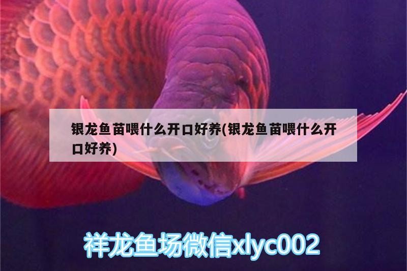 銀龍魚苗喂什么開口好養(銀龍魚苗喂什么開口好養)