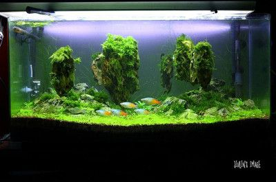 沉木魚缸造景大賽圖