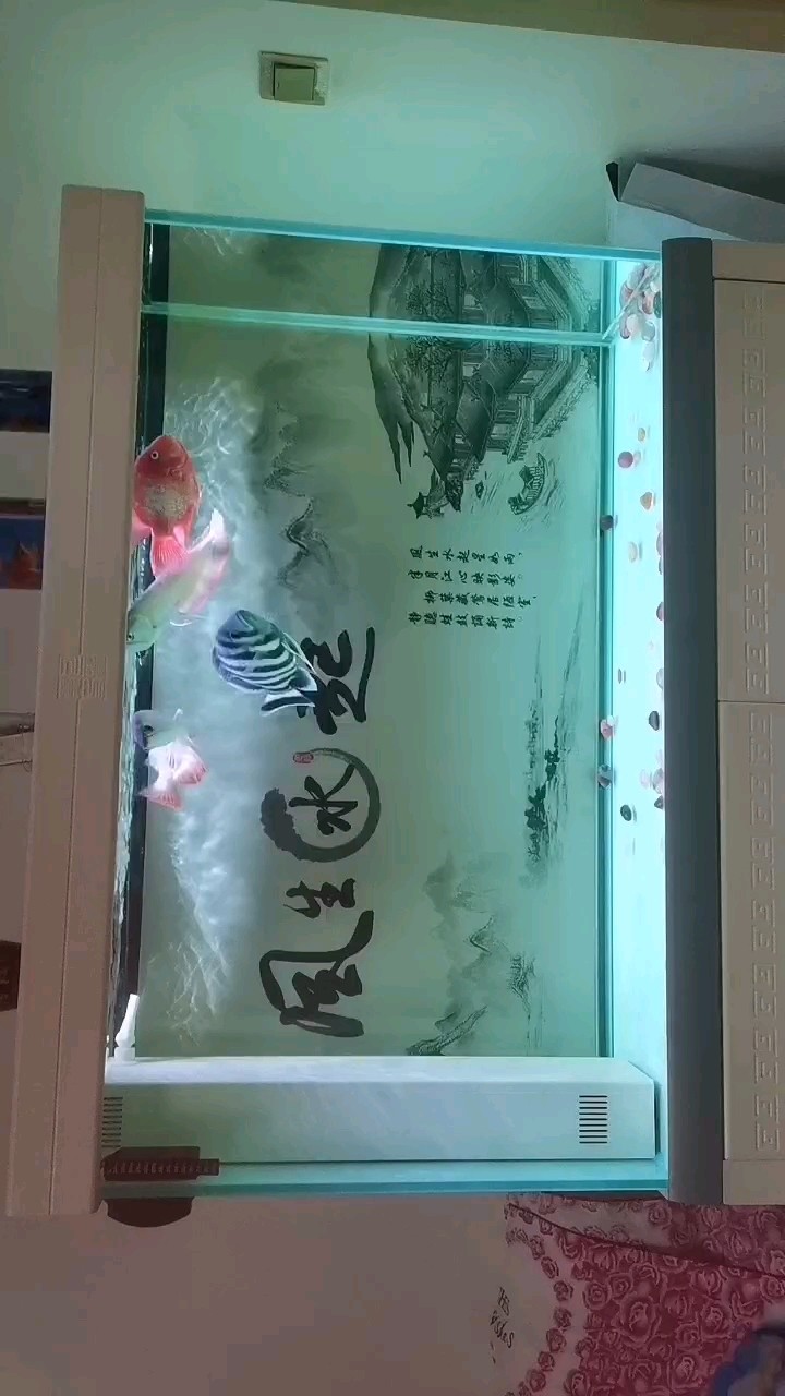 龍弟入缸兩個月整！
