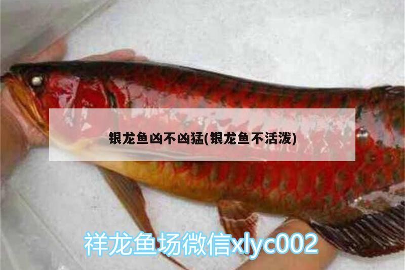 銀龍魚兇不兇猛(銀龍魚不活潑) 銀龍魚兇不兇猛(銀龍魚不活潑) 銀龍魚百科