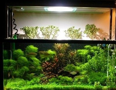玻璃魚缸用什么清洗最好：玻璃魚缸怎么清洗？