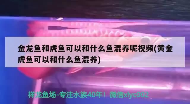 金龍魚和虎魚可以和什么魚混養呢視頻(黃金虎魚可以和什么魚混養)