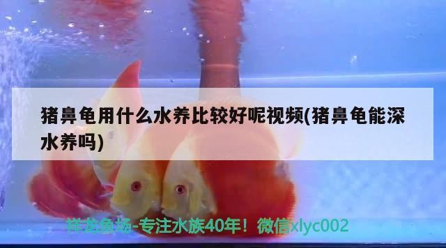 豬鼻龜用什么水養(yǎng)比較好呢視頻(豬鼻龜能深水養(yǎng)嗎)