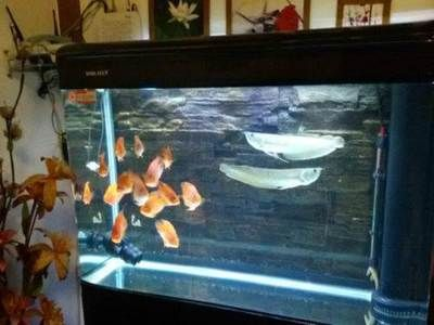 虎魚和鸚鵡魚混養怎么喂食視頻：虎魚和鸚鵡魚混養怎么喂食