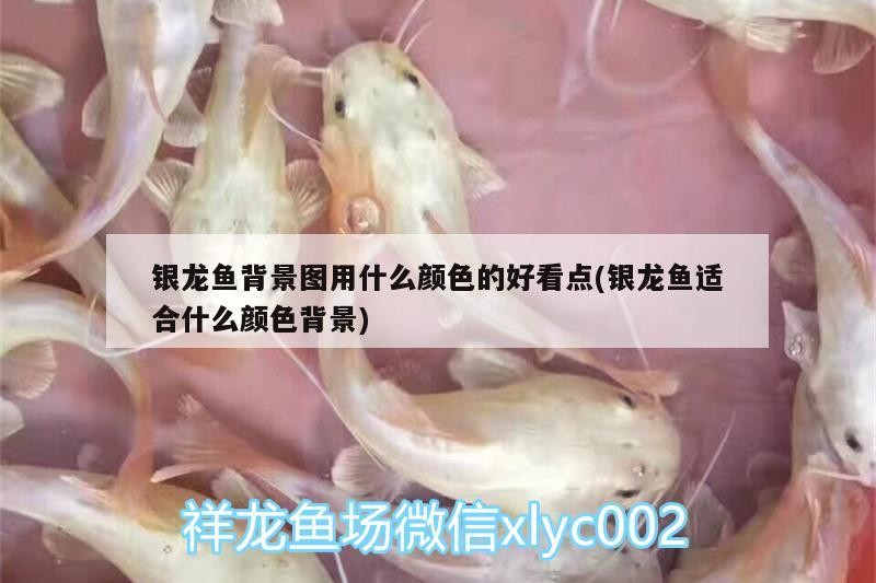 銀龍魚背景圖用什么顏色的好看點(銀龍魚適合什么顏色背景) 銀龍魚背景圖用什么顏色的好看點(銀龍魚適合什么顏色背景) 銀龍魚百科