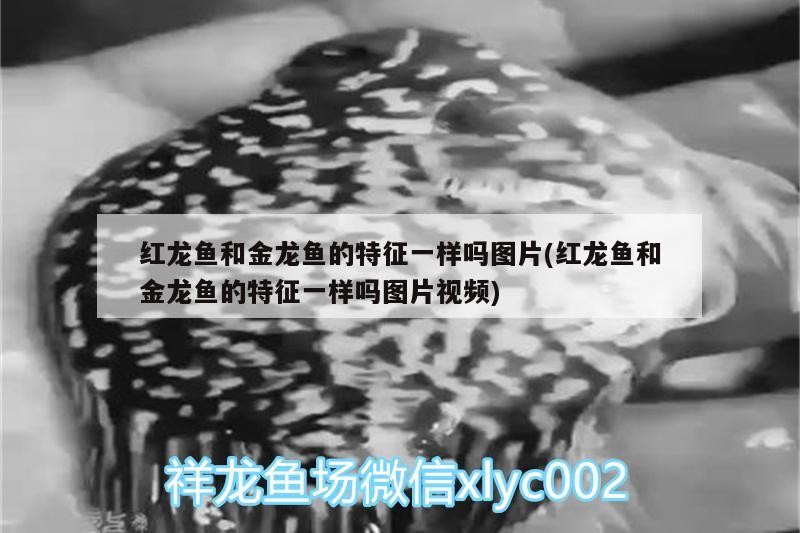 觀賞魚的種類及種類介紹，祥龍魚場(chǎng)觀賞魚價(jià)格多少錢，虎皮魚虎皮魚祥龍魚場(chǎng)對(duì)應(yīng)的信息