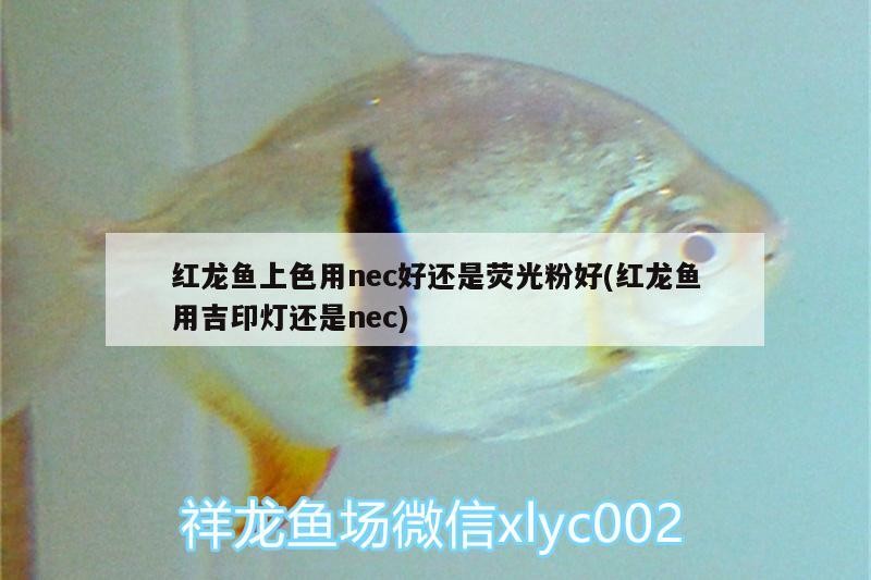 觀賞魚的種類及種類介紹，祥龍魚場(chǎng)觀賞魚價(jià)格多少錢，虎皮魚虎皮魚祥龍魚場(chǎng)對(duì)應(yīng)的信息