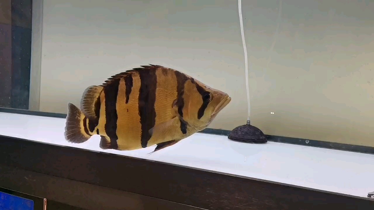 還得是泰虎