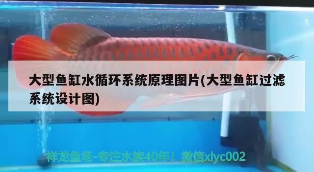 大型魚缸水循環系統原理圖片(大型魚缸過濾系統設計圖)