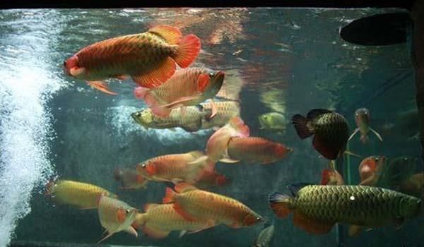 紅龍魚和金龍魚混養(yǎng)好不好看：紅龍魚和金龍魚混養(yǎng)在觀賞價(jià)值方面具有潛在的積極影響 紅龍魚和金龍魚混養(yǎng)好不好看：紅龍魚和金龍魚混養(yǎng)在觀賞價(jià)值方面具有潛在的積極影響 紅龍魚百科 第5張