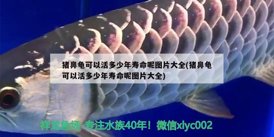 豬鼻龜可以活多少年壽命呢圖片大全(豬鼻龜可以活多少年壽命呢圖片大全) 豬鼻龜可以活多少年壽命呢圖片大全(豬鼻龜可以活多少年壽命呢圖片大全) 豬鼻龜百科
