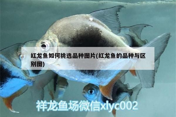 紅龍魚怎么挑選好的：如何挑選紅龍魚