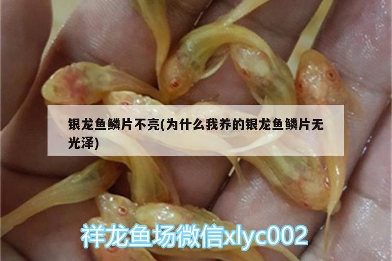 銀龍魚鱗片不亮(為什么我養的銀龍魚鱗片無光澤)