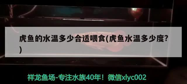 虎魚的水溫多少合適喂食(虎魚水溫多少度?)