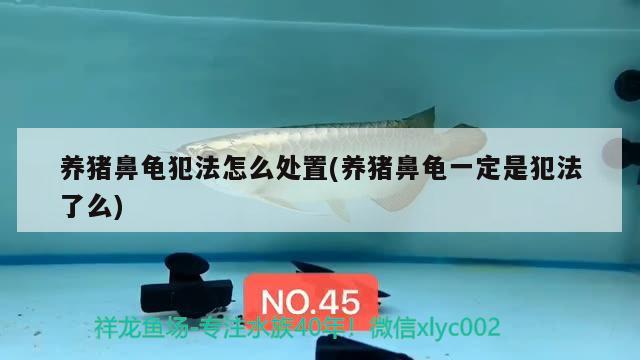 養豬鼻龜犯法怎么處置(養豬鼻龜一定是犯法了么)