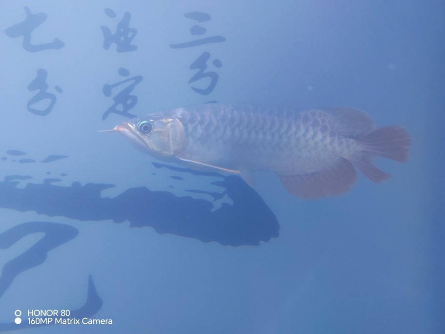 有點色了，不要剛換水，白白一片