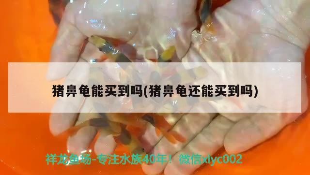 豬鼻龜能買到嗎(豬鼻龜還能買到嗎)